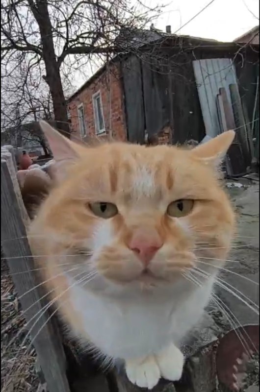 After seeing abandoned animals in half destroyed villages Oleh Chopenko realized he could not simply walk past photo by the Slobidskyi Krai newspaper