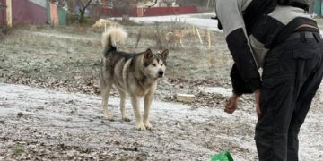 The First to Be Evacuated Were the Cats: A Volunteer Rescues Animals in Ukraine’s Frontline Zone 2 The volunteer always carries pet food with him, photo by the Slobidskyi Krai newspaper